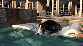 Funny Great Dane bites the pool water from her floatie