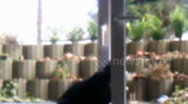 The cat hat süsse Meise