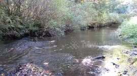 Annual Salmon Run in Chimacum Creek, Kala Point, Washington