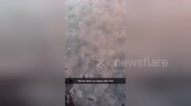Newsflare Edit - Horrendous amount of jellyfish off Canada