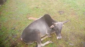 Heroic Rescue: Cow Survives Train Impact Thanks to Shahdol Animal Welfare Group