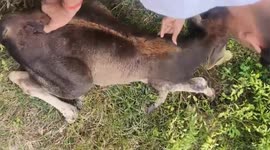 Community Action: Rescuing a Calf from Lumpy Virus in Madhya Pradesh