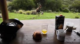 Unexpected Visitor: Bushbuck Crashes Our Kenyan Breakfast!