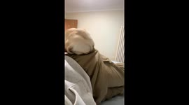 Curious dog investigates owner’s pocket in Shandong, China