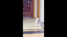 Cat calmly watches bouncing ball in Shaanxi Province, China
