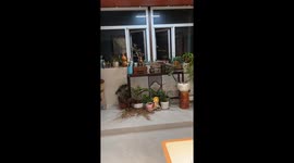 Dog digs up flower pot energetically in Jiangsu, China