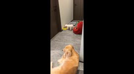 Little dog guards his food from golden retriever in Zhejiang, China