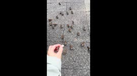 Bird flocks as woman feeds them in park in Shandong, China