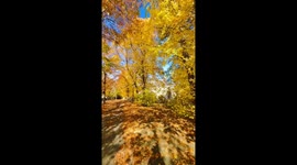 Golden Autumn Glow Graces St. John’s Amid Unseasonably Mild October Weather