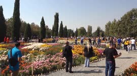 Tehran's Chrysanthemum Festival blooms with vibrant colors