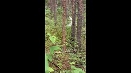 Rare Real Life Shiny in the Canadian Wilderness