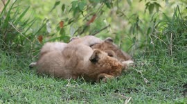 Masai Mara Magic: Experience the Joy of Lion Cubs Playing Together