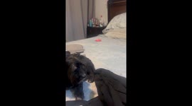 Half-Eaten Treat Gives Dog Buck Teeth