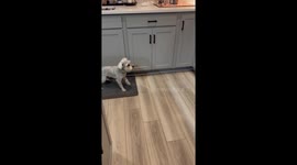 Sourdough Loaf Shivers Schnauzer's Timbers