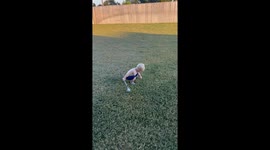 When You’re 2 But Already Take Golf Seriously