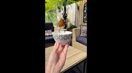 Wild Bird Befriends Human