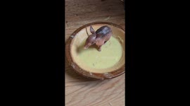Baby Armadillo Stands In Feast