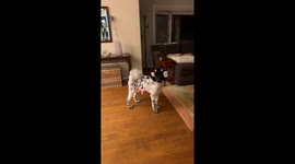 Parti Poodle's Cow Halloween Costume