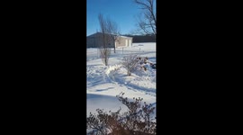 Little Dogs Run Around Yard's Snow Track