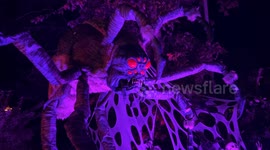 Creepy Crawly Invasion: Alien Spider Haunts Halloween in Quebec