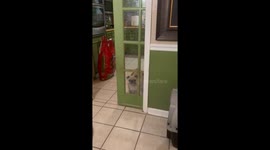 Pug Confused By Half-Open Door