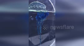 Japan: Japanese Researchers Discover New Samurai-Named Jellyfish Species