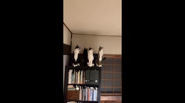 Cats create midnight commotion over tiny moth in Kameoka, Japan