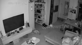 Cat narrowly avoids falling wall clock in Beijing, China