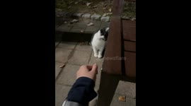 Curious kitten mimics hand movements in Yongin, South Korea