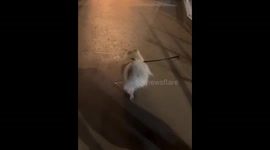 Dog adorably wipes paws before entering mall in Goiânia, Brazil