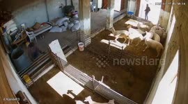 Israeli Settler Thugs Beat West Bank Livestock To Death