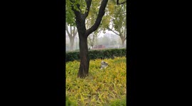 Dog climbs a tree for the first time in Henan, China