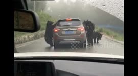 Four black bears siege a SUV in wildlife park