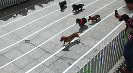 Sausage dogs racing in slow-motion is adorable