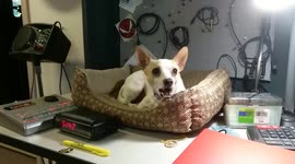 Iona the Music Studio dog singing with Pink Floyd