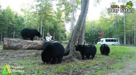 Photographer has amazing close encounter with black bear and cubs