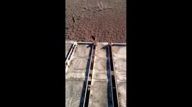 A particularly funny impala fail