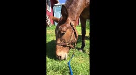 Mule falling asleep eating