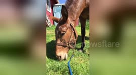 Newsflare Edit - Mule falling asleep eating
