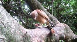 Young Rock Kestrel eating a bird