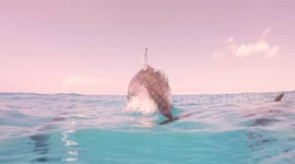 Dolphin puts on a show by making a series of jumps out of the water