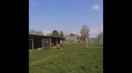 Llama