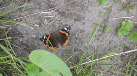 butterfly/ vlinder