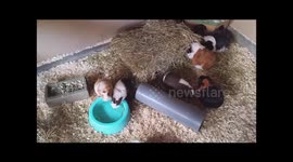 cavia drinking togetter