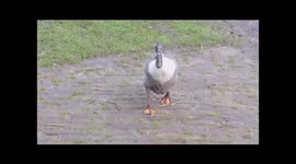 funny ducks on the farmerland