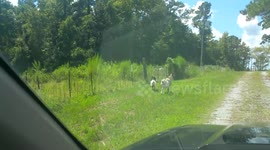 Runaway Goats