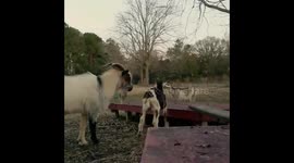 Cute Baby Goats Playing