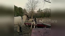 Newsflare Edit - Cute Baby Goats Playing