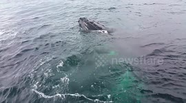 Humpback whales put on a show for tourists