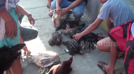 Phillipine native chicken on sale